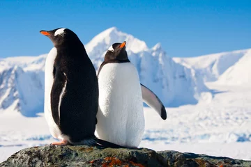 Foto op Canvas Twee pinguïns dromen © Goinyk