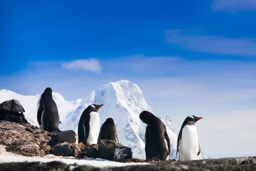 Zelfklevend Fotobehang penguins in Antarctica © Goinyk