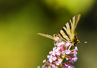 machaon