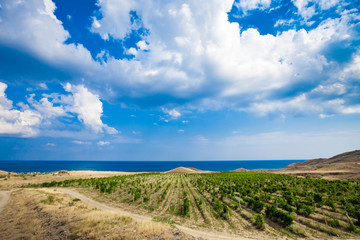 Fototapeta na wymiar vineyards in Crimea