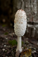 Beautiful mushroom