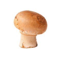 one mushroom champignon