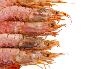 marisco fresco aislado en fondo blanco