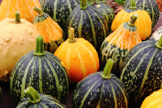 Decorative pumpkins.