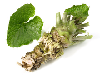 Wasabi
