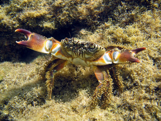 Underwater a warty crab, Eriphia verrucosa, on defensive position, Mediterranean sea