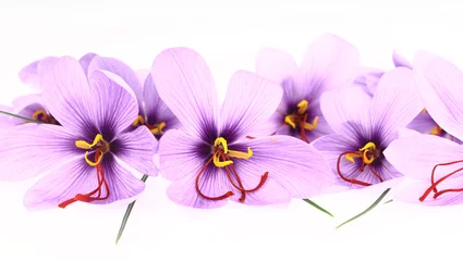 Papier Peint photo Crocus Purple Saffron Crocus flowers banner