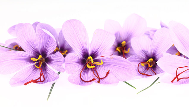 Purple Saffron Crocus flowers banner