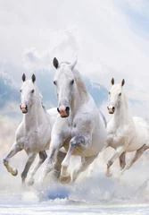 Fototapeten weiße Pferde im Staub © Mari_art
