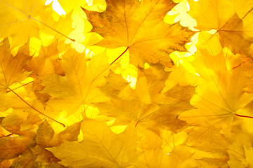 Fototapeta na wymiar Fall maple leaves
