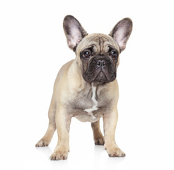 French bulldog puppy