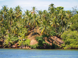 Tropical coast with beautiful coconut palm trees in the archipelago of Bocas del Toro, San...