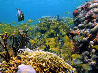 Fototapeta na wymiar Ławica ryb tropikalnych Karaibów