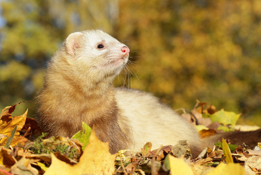 Ferret play with yellow autumn leaves