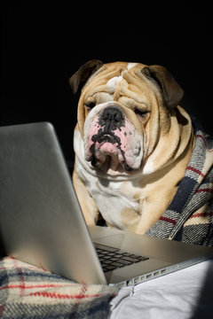 Sad bulldog sitting in front of computer in a plaid