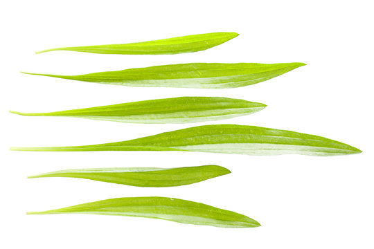 Spitz-Wegerich (Plantago lanceolata) Blätter quer