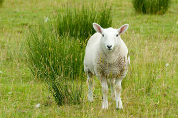 Lämmchen in Schottland