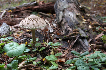 Macrolepiota procera