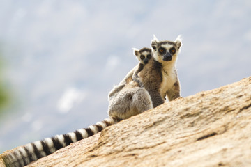 Ring-tailed lemurs in Anja Reserve, Madagascar