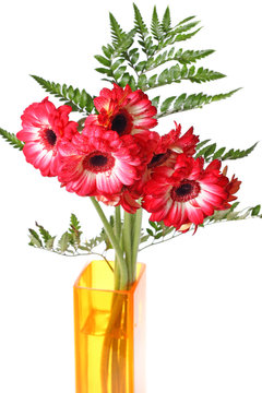 Red daisy flowers