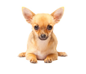 Young chihuahua puppy