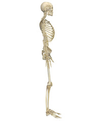 Human Skeleton Anatomy Side View