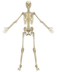 Human Skeleton Anatomy Front View
