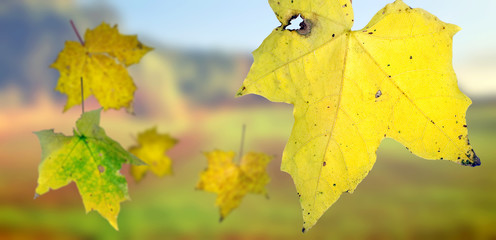 autumn leaves falling