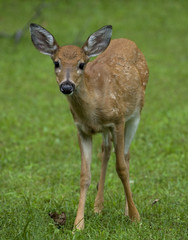 Curious fawn