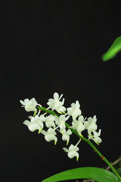 Aerides odorata,Closed pouch rose orchid