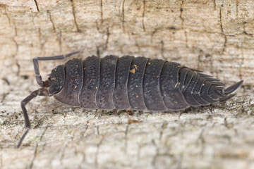 Woodlouse sitting on tree, extreme close-up