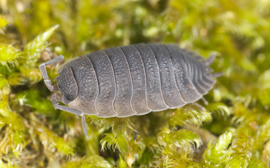 Sowbug on moss, extreme close-up