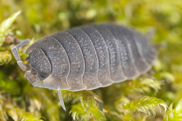 Sowbug on moss, extreme close-up