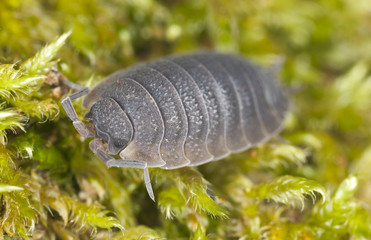Woodlouse sitting on moss, extreme close-up