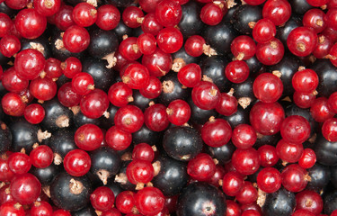 redcurrant and  blackcurrant