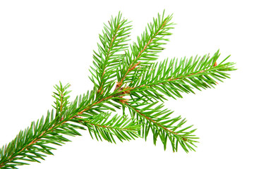 fir