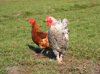 A brightly colored cockerel and chicken