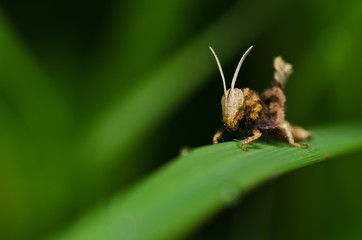 grasshopper in green nature