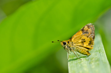 butterfly in green nature