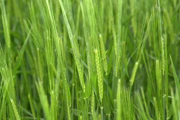 Fototapeta na wymiar świeże zielone ziarna