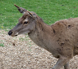 Red Deer portrait