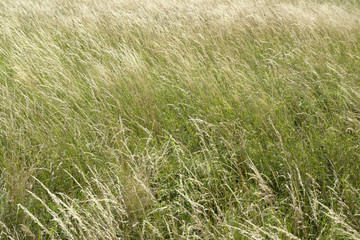 high grassland background