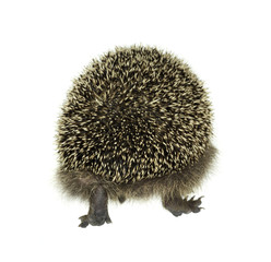 hedgehog walking away