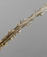 thorny twig detail