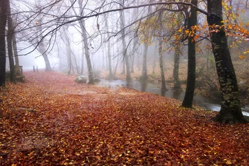 Rolgordijnen Autumn © Luis Louro