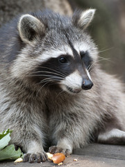 Waschbär verteidigt sein Futter