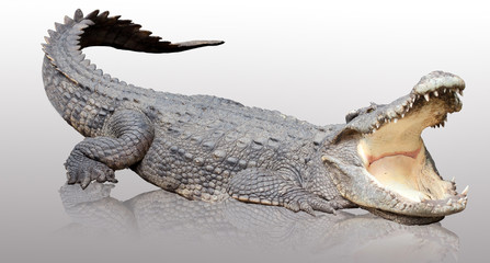 Asia crocodile acting