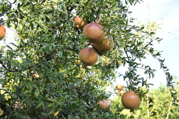 Granatapfel
