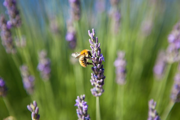lavender - honey bee on lavender in Provence