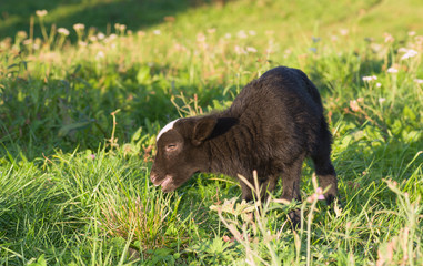 Lamb grazing in green meadow